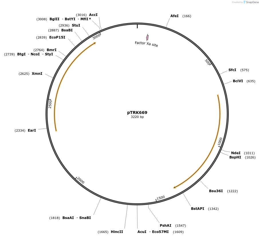 71313-plasmid-map-sequence-id-424345