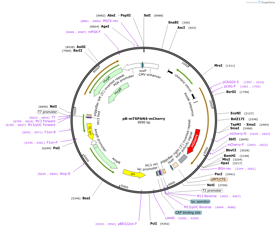 210330-plasmid-map-sequence-id-424350