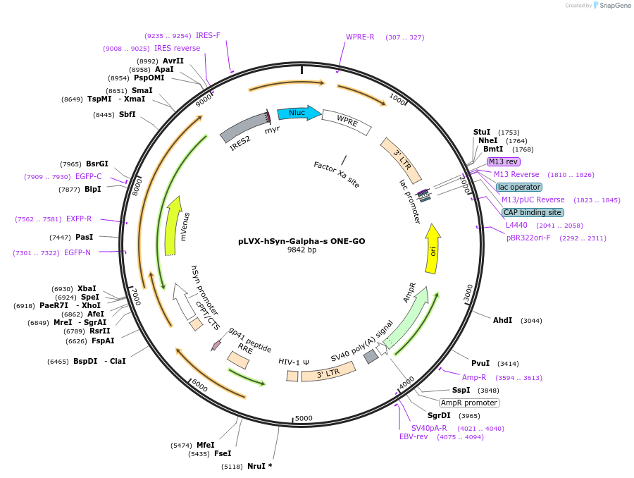214371-plasmid-map-sequence-id-424351