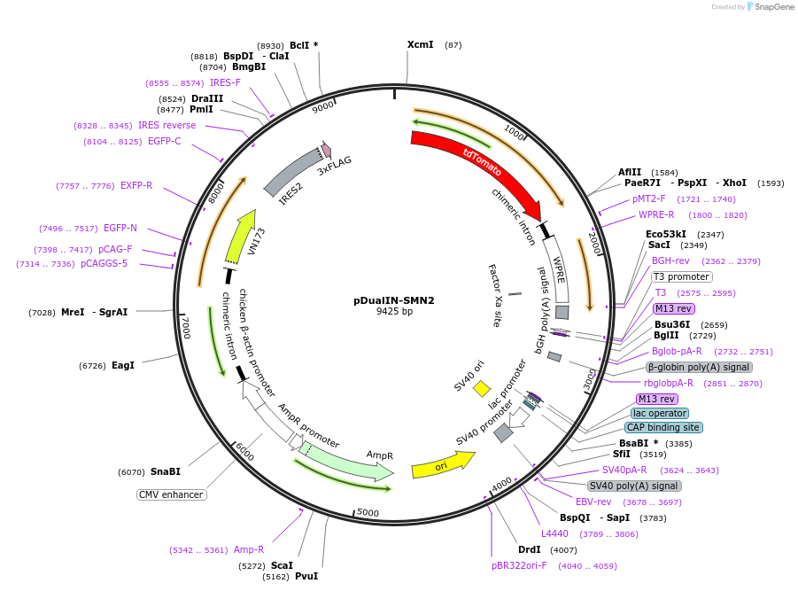 214430-plasmid-map-sequence-id-424358