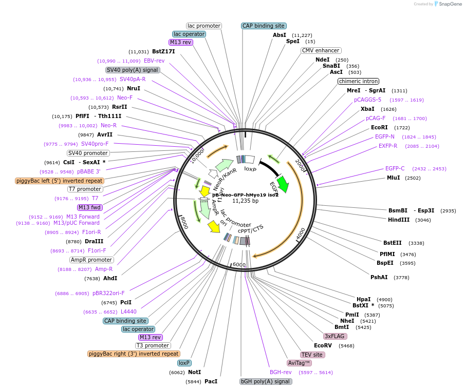 210333-plasmid-map-sequence-id-424366