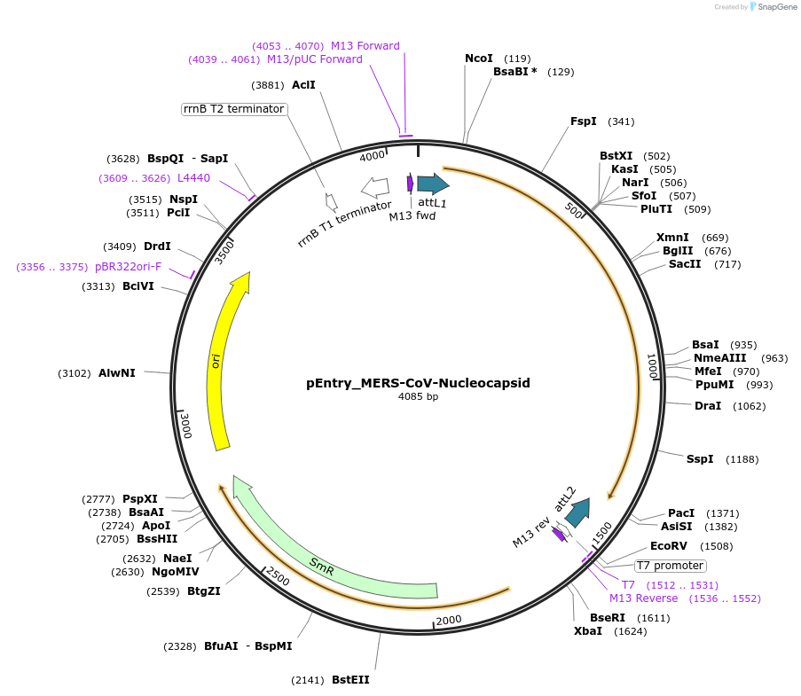 168833-plasmid-map-sequence-id-424367