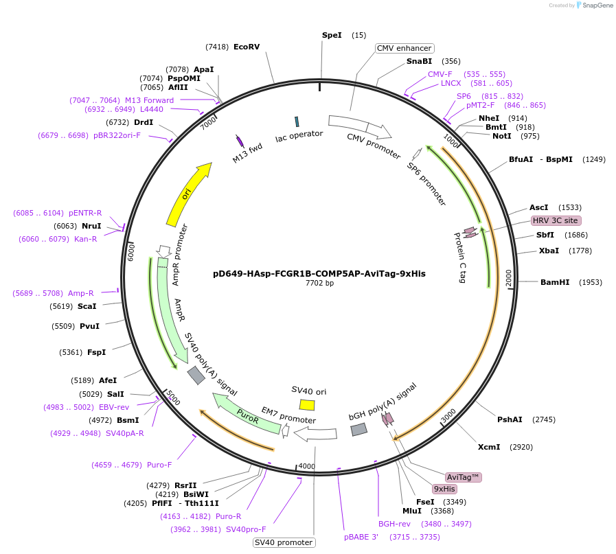 157152-plasmid-map-sequence-id-424372