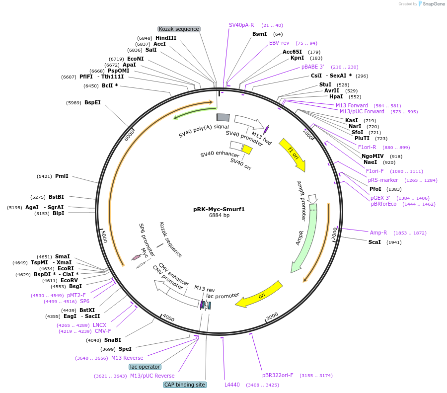 13676-plasmid-map-sequence-id-424377