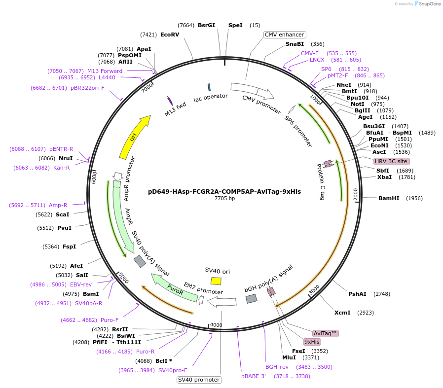 157154-plasmid-map-sequence-id-424379