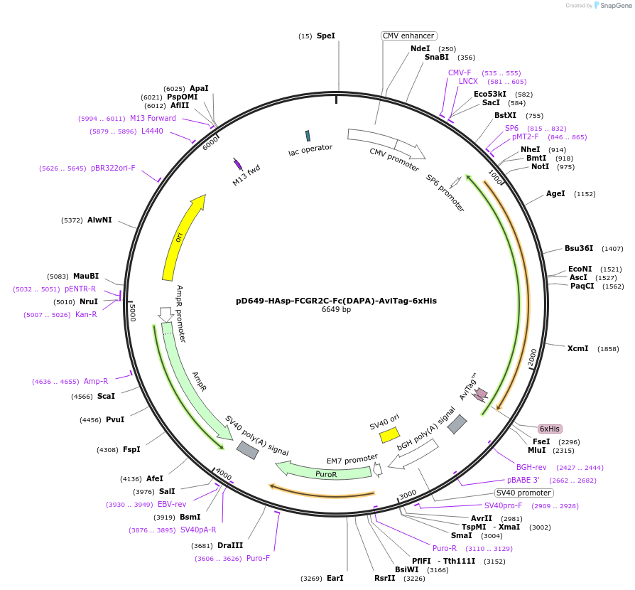 156583-plasmid-map-sequence-id-424381