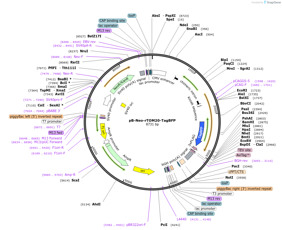 210332-plasmid-map-sequence-id-424382