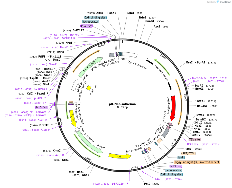 210338-plasmid-map-sequence-id-424384