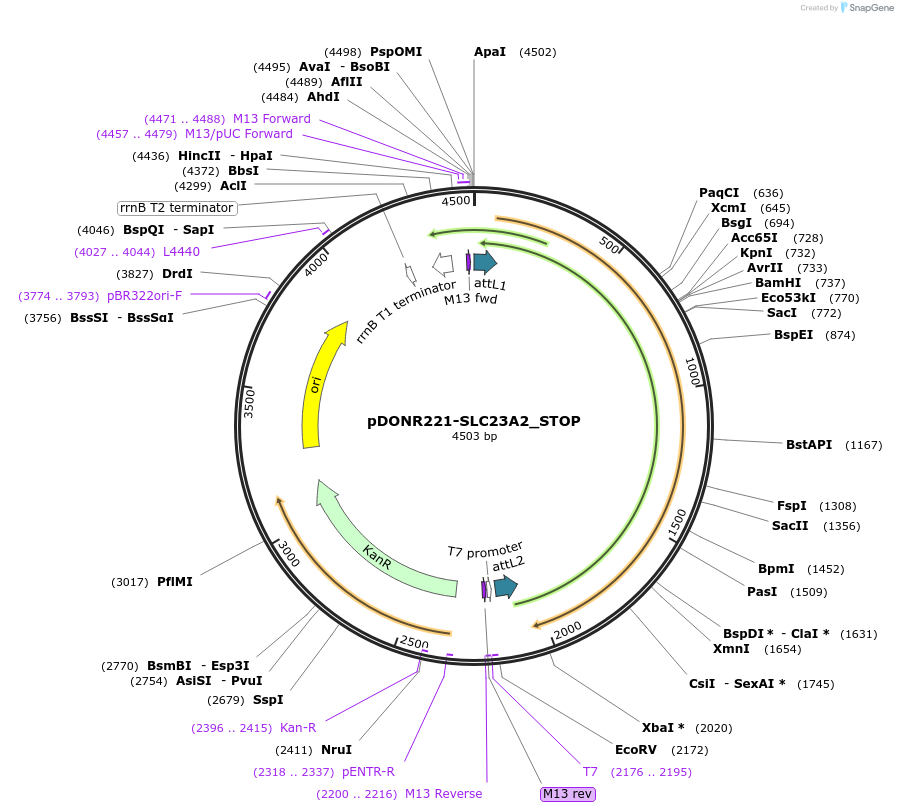 161191-plasmid-map-sequence-id-424385