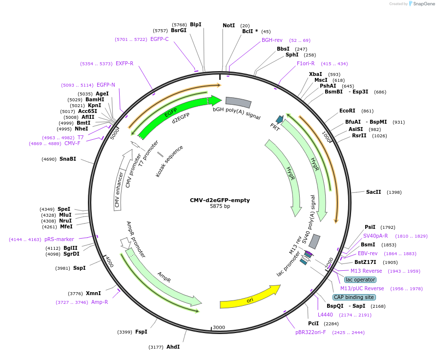 26164-plasmid-map-sequence-id-424395