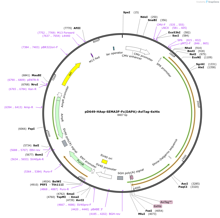 156977-plasmid-map-sequence-id-424406