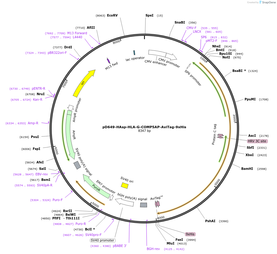 157397-plasmid-map-sequence-id-424407