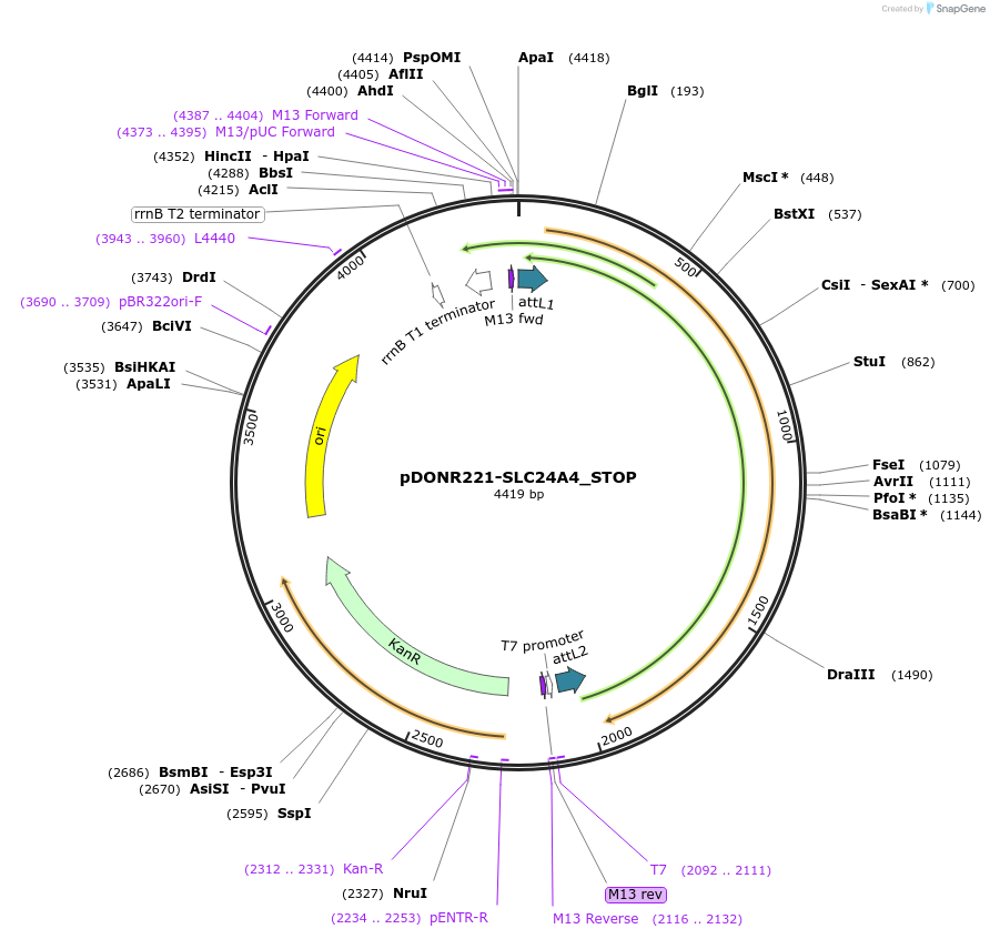 161156-plasmid-map-sequence-id-424408