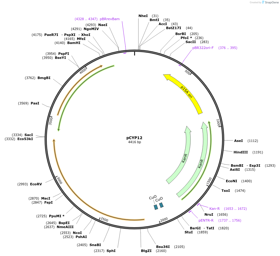 212845-plasmid-map-sequence-id-424409