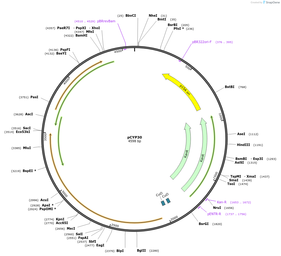 212863-plasmid-map-sequence-id-424410