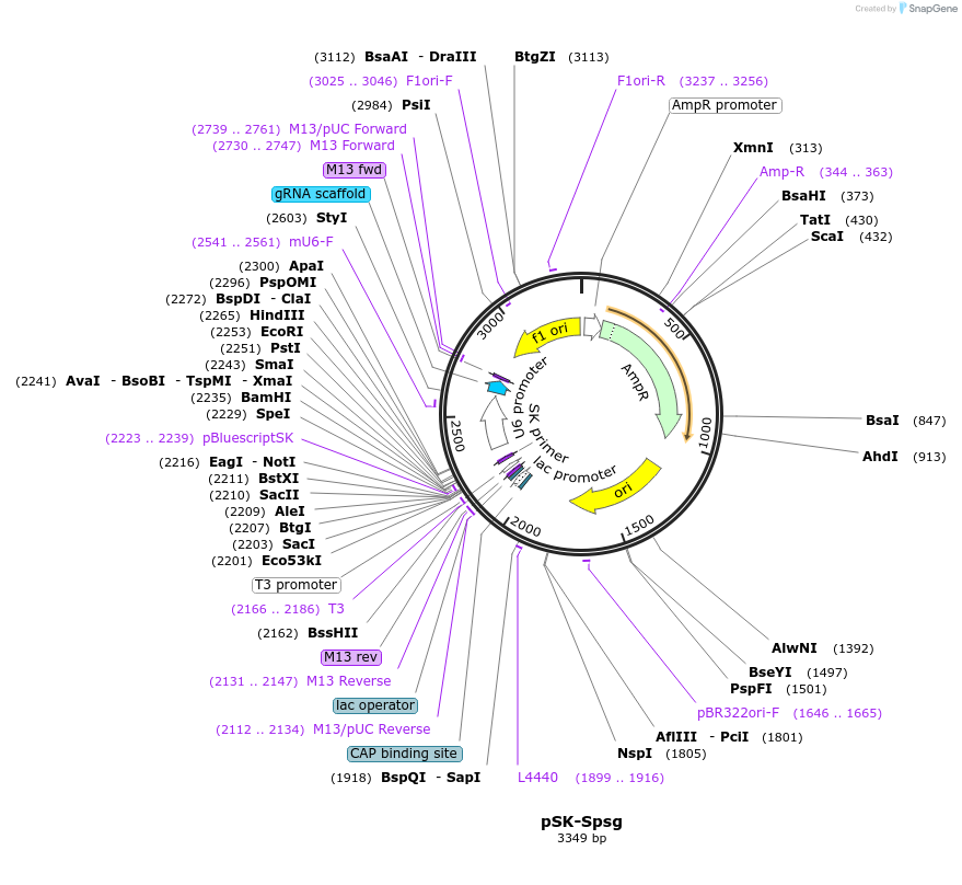 214351-plasmid-map-sequence-id-424417
