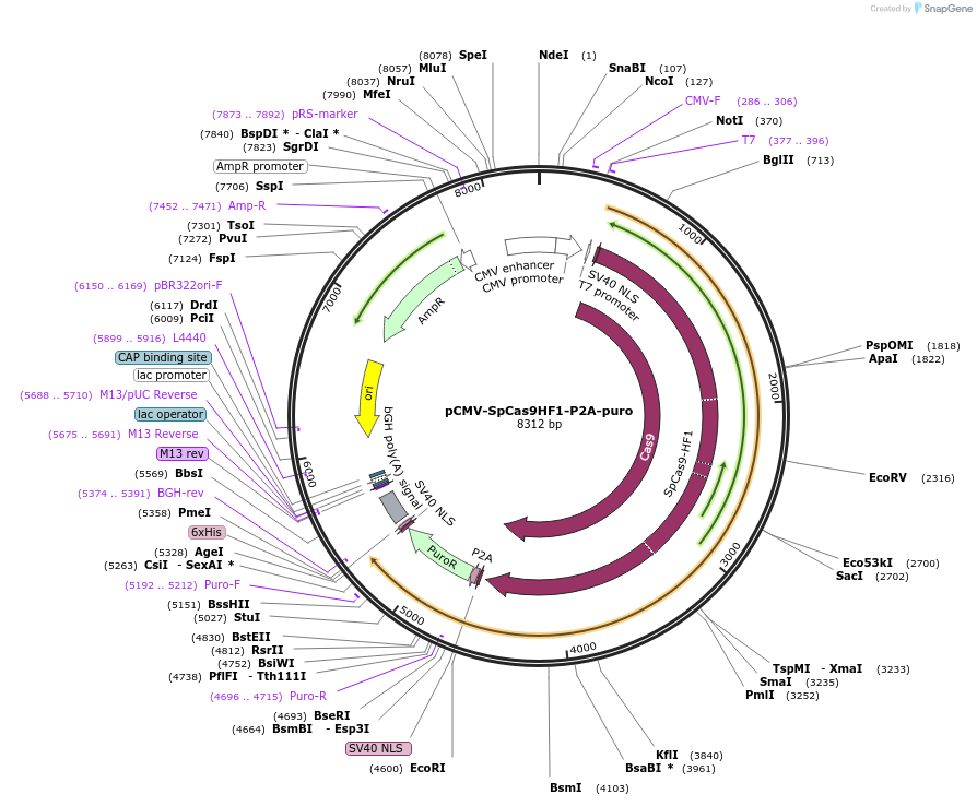 214357-plasmid-map-sequence-id-424421