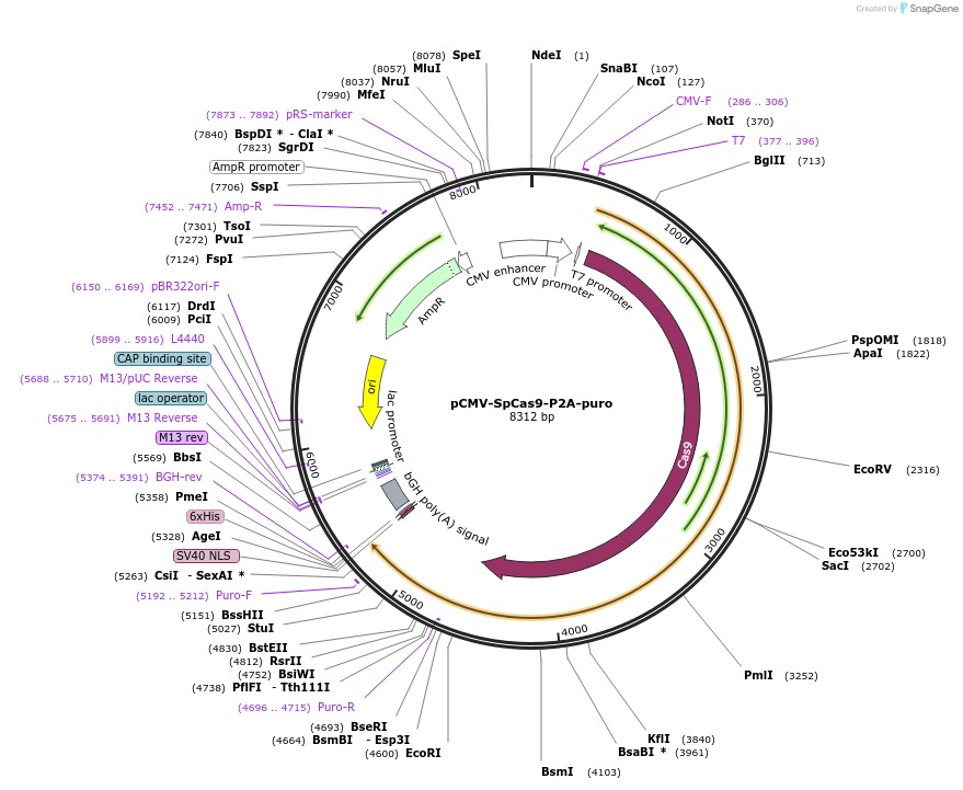 214358-plasmid-map-sequence-id-424422
