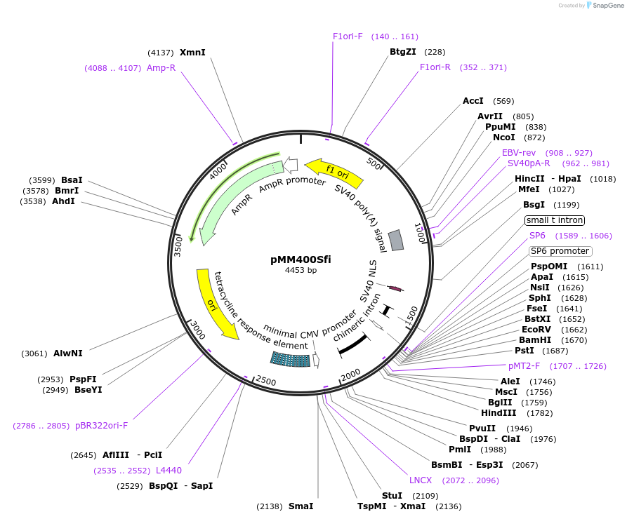 34925-plasmid-map-sequence-id-42446