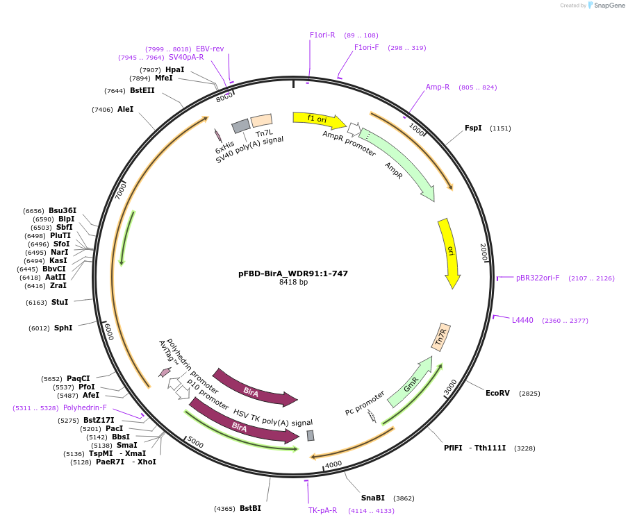 210879-plasmid-map-sequence-id-424496