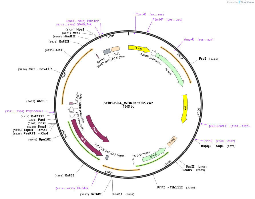 210880-plasmid-map-sequence-id-424497
