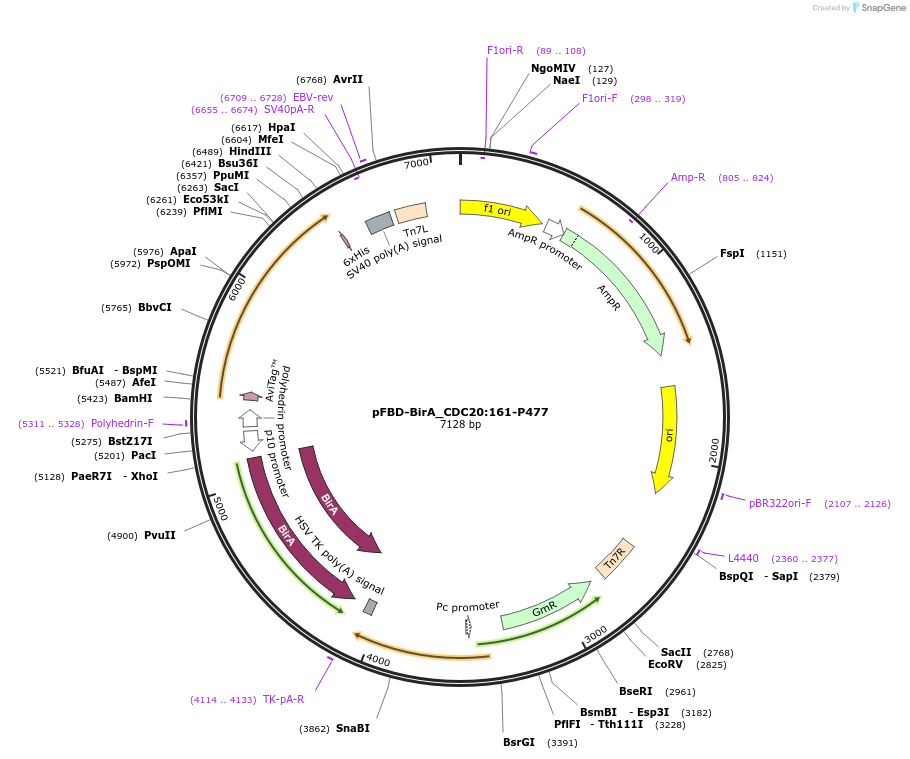 210888-plasmid-map-sequence-id-424502