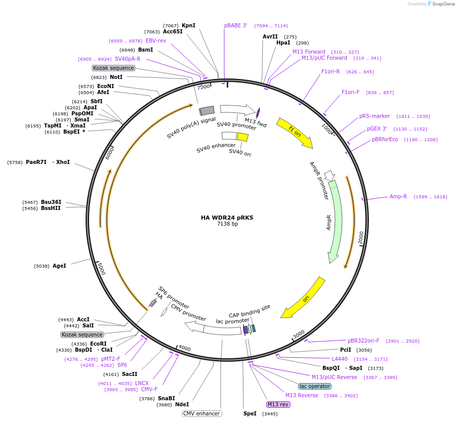46335-plasmid-map-sequence-id-424510