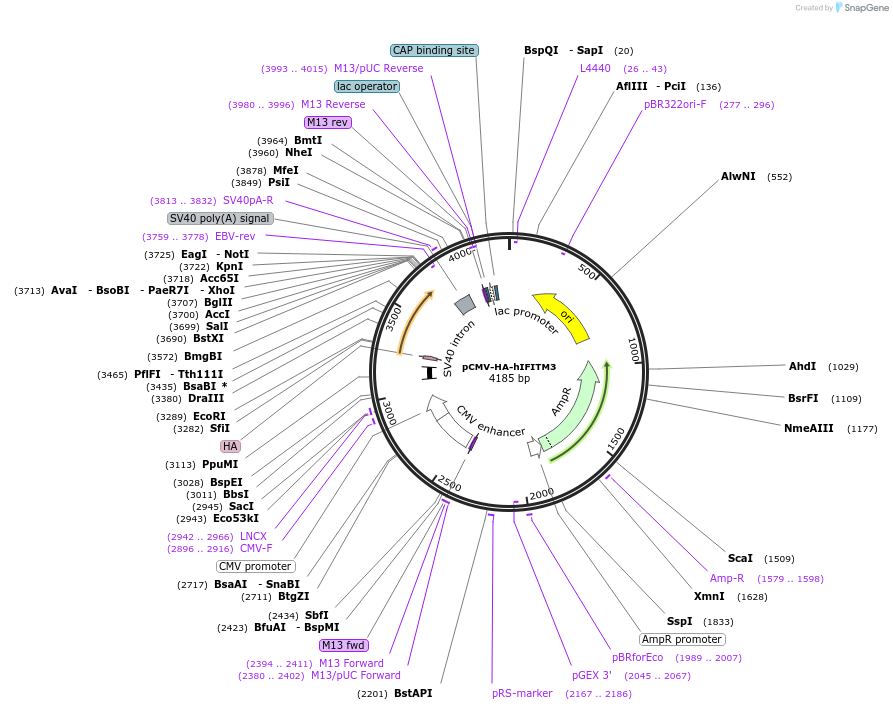58397-plasmid-map-sequence-id-424511