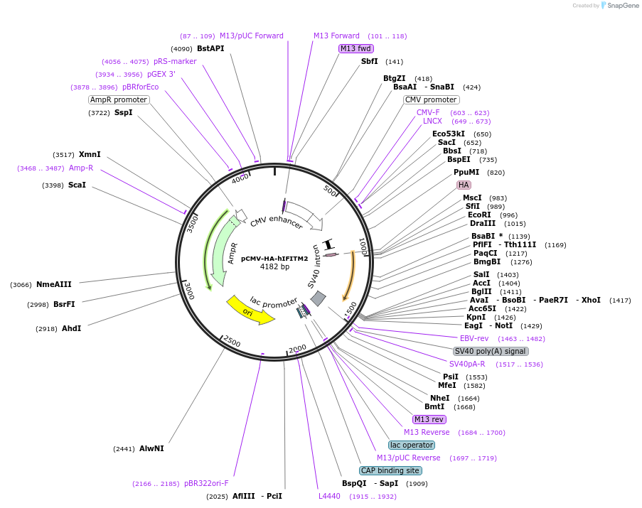 58398-plasmid-map-sequence-id-424512