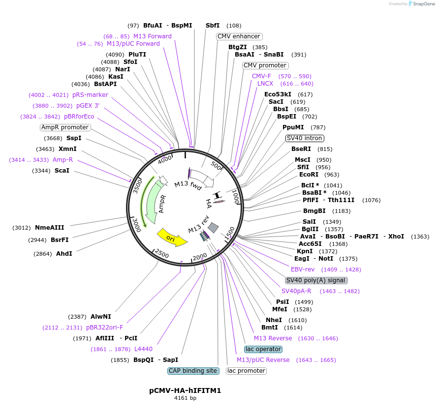 58399-plasmid-map-sequence-id-424513