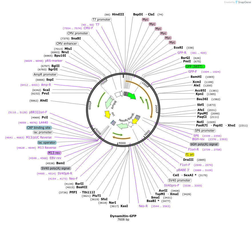51419-plasmid-map-sequence-id-424514