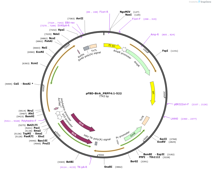 210896-plasmid-map-sequence-id-424523