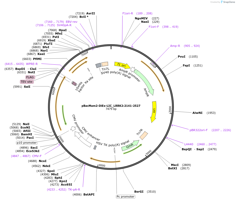 210900-plasmid-map-sequence-id-424525