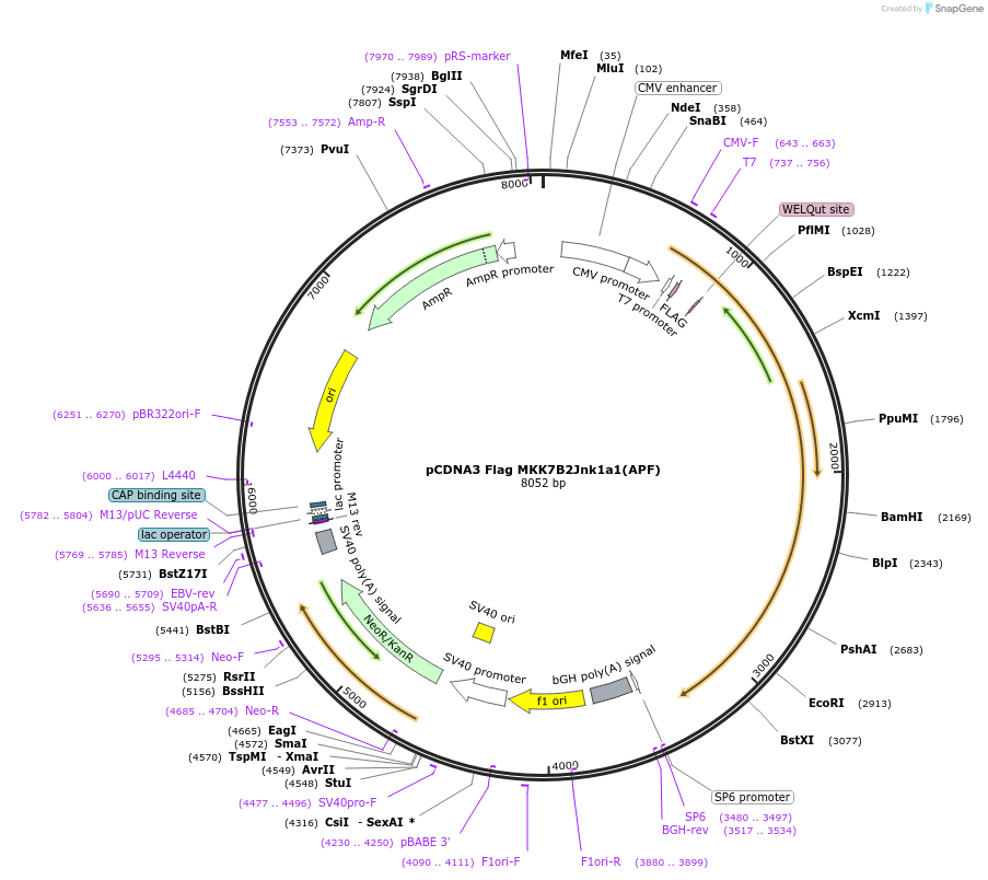 19730-plasmid-map-sequence-id-424529