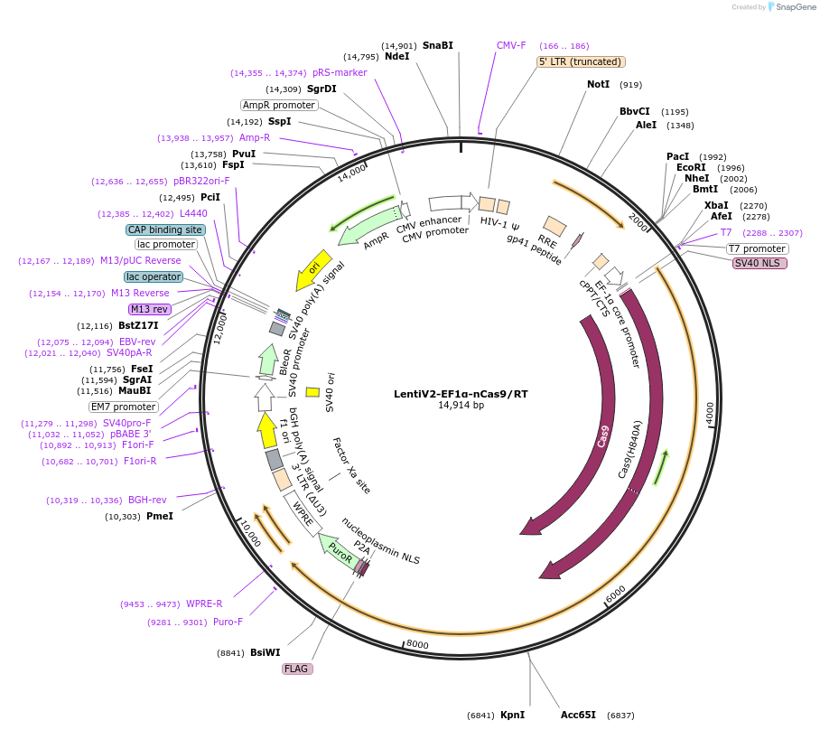 210188-plasmid-map-sequence-id-424544