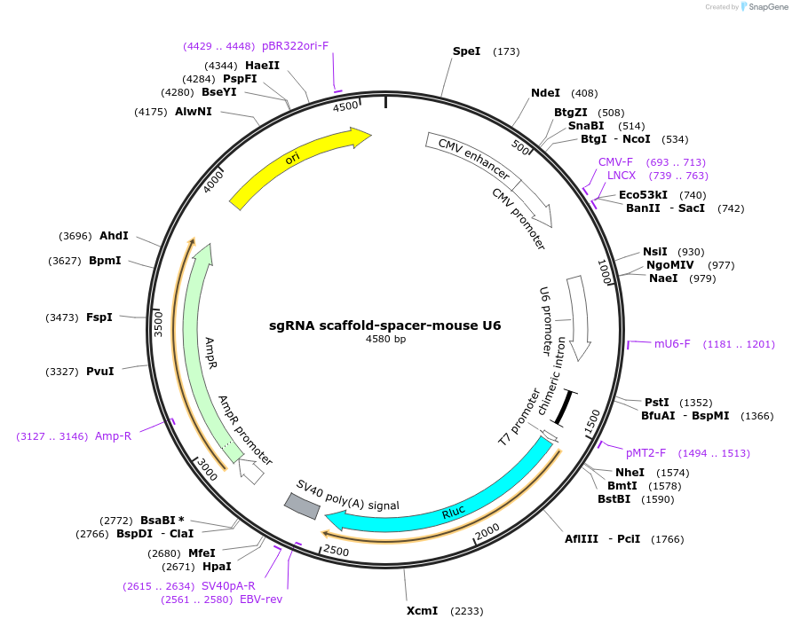 214698-plasmid-map-sequence-id-424547