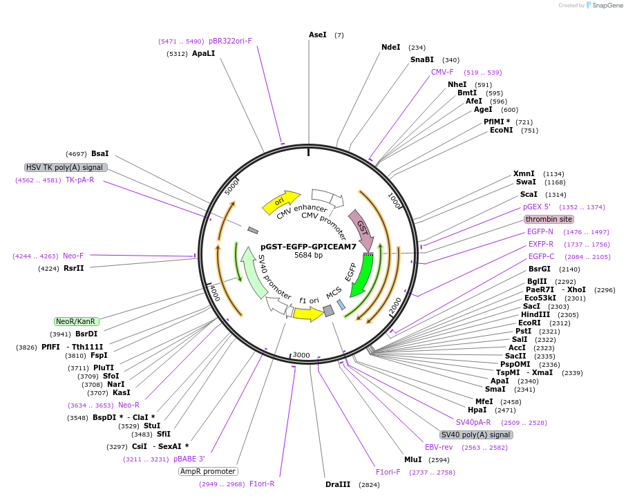 213715-plasmid-map-sequence-id-424548