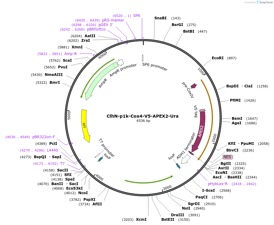207061-plasmid-map-sequence-id-424587