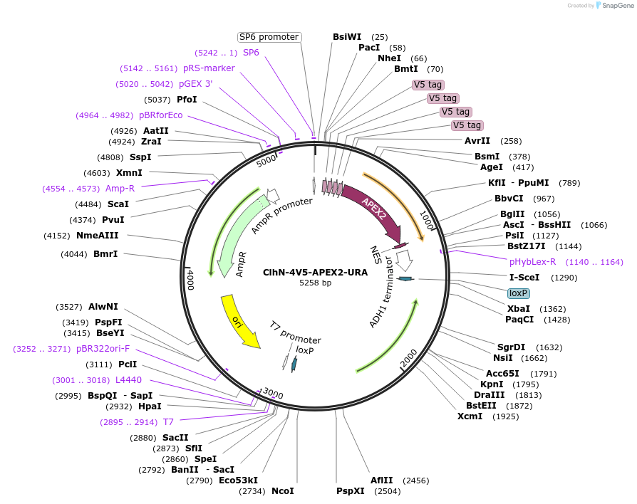 207056-plasmid-map-sequence-id-424591