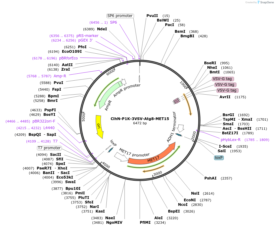 207055-plasmid-map-sequence-id-424592