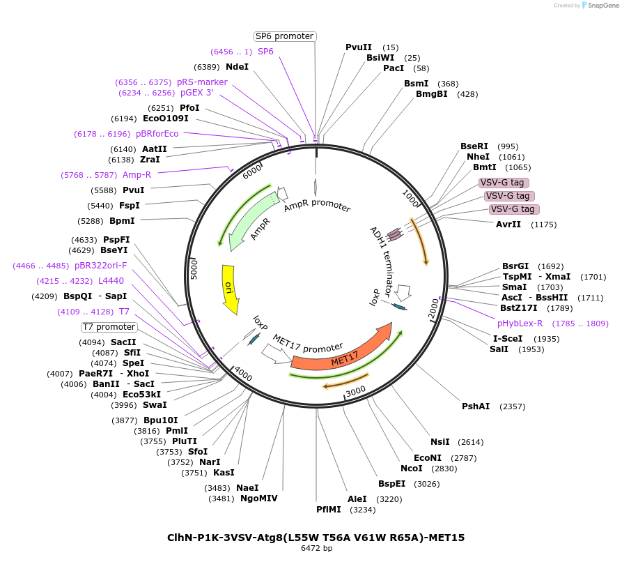 207054-plasmid-map-sequence-id-424593