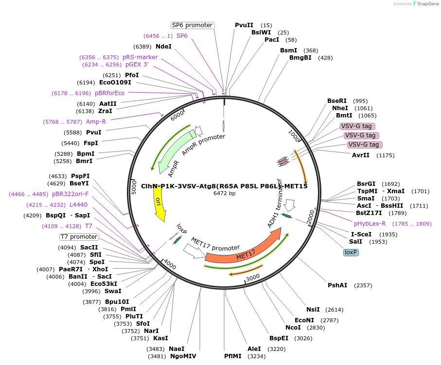 207053-plasmid-map-sequence-id-424594