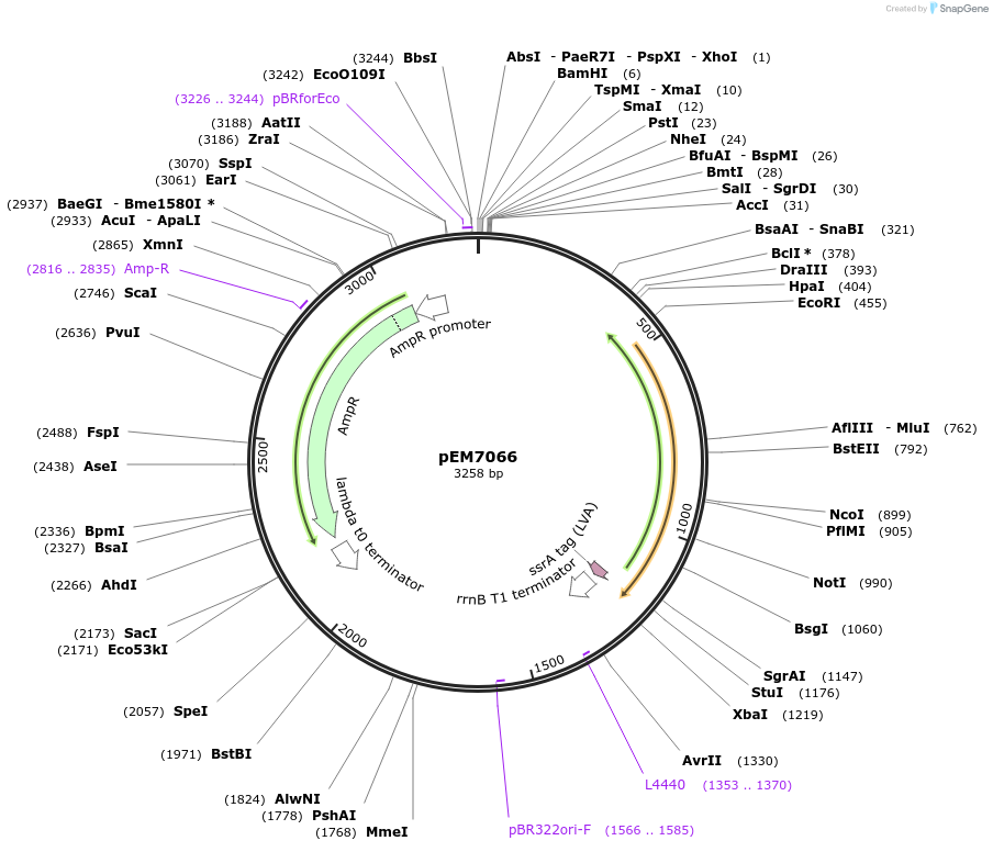 214004-plasmid-map-sequence-id-424605