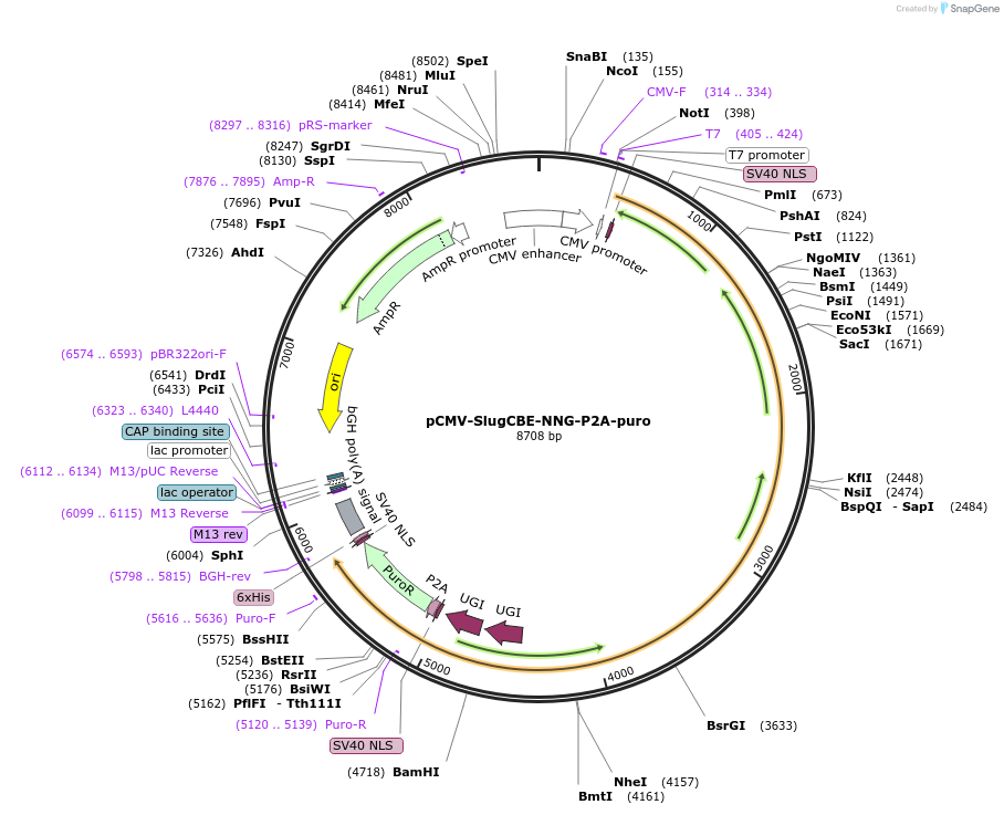 214355-plasmid-map-sequence-id-424629