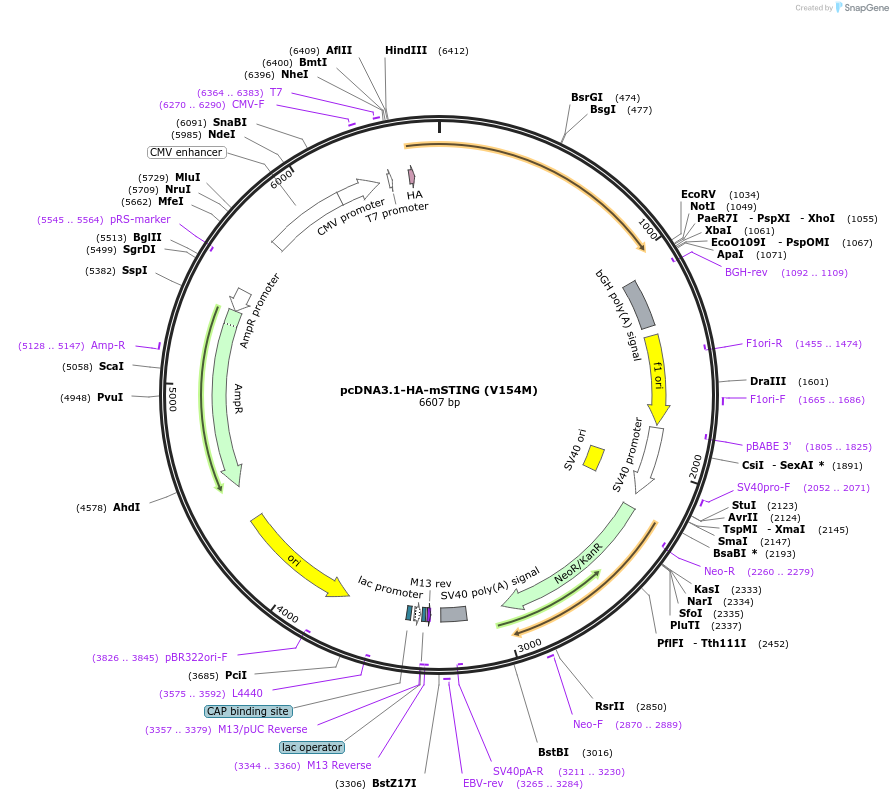 214159-plasmid-map-sequence-id-424639