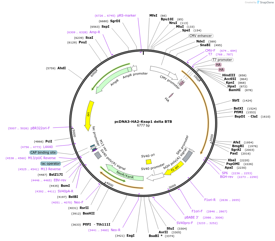 21593-plasmid-map-sequence-id-424664