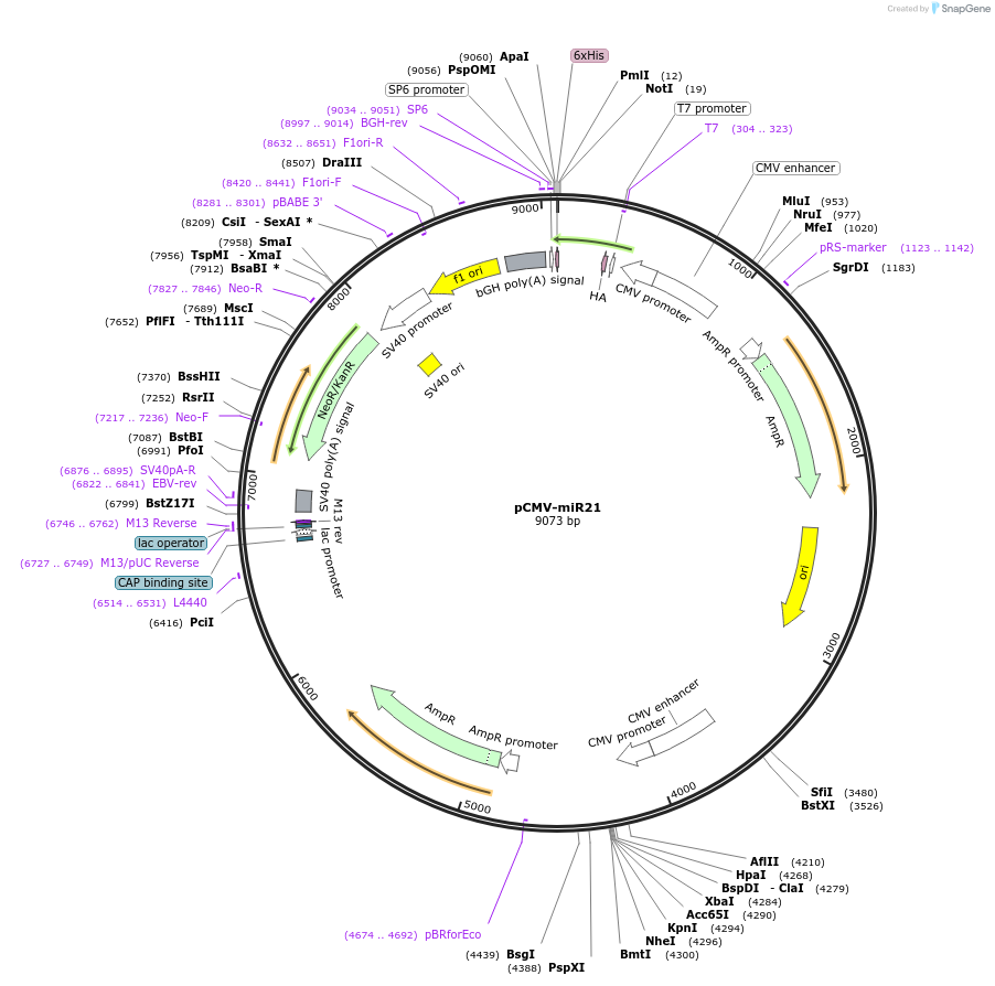 20381-plasmid-map-sequence-id-424685