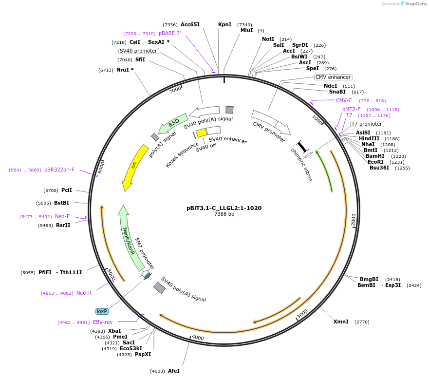 211318-plasmid-map-sequence-id-424688