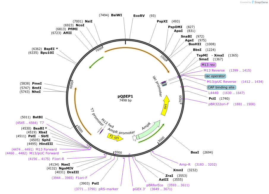 210859-plasmid-map-sequence-id-424692