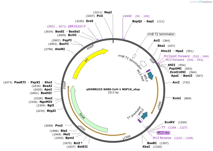 168552-plasmid-map-sequence-id-424709